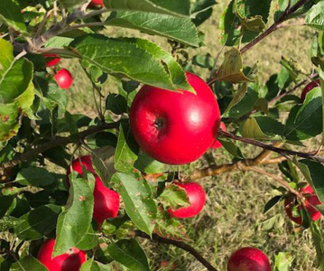 I 2014 fik vi også ideen til at lave saft og marmelade